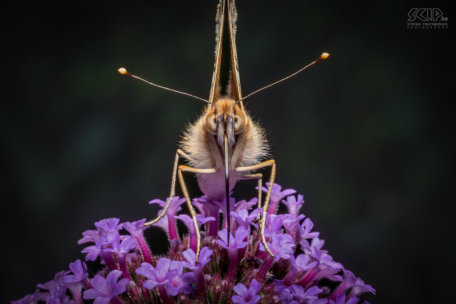 Vlinders - Distelvlinder De distelvlinder (Vanessa cardui) is ook een prachtige vlinder die ik een paar weken lang dagelijks in onze tuin kon terugvinden de voorbije zomer. Ik kon er een paar prachtige close-ups van maken. Stefan Cruysberghs